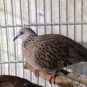 Meet your Posher, Hoang